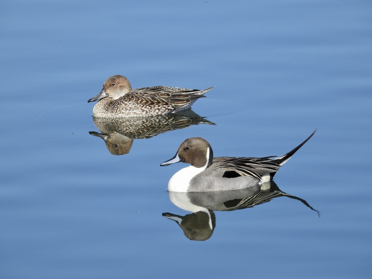 Northern Pintail - ML528791101