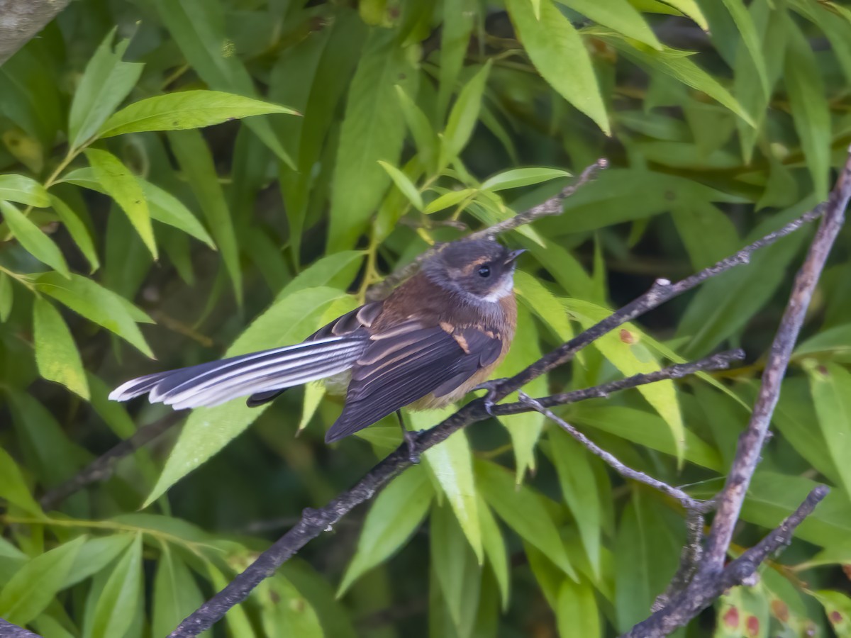 New Zealand Fantail - ML528791191