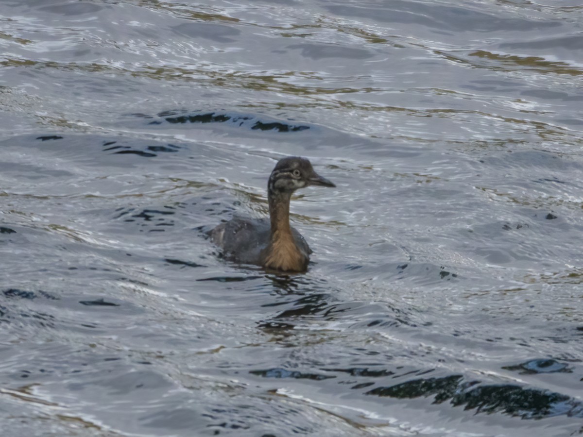 New Zealand Grebe - ML528791421