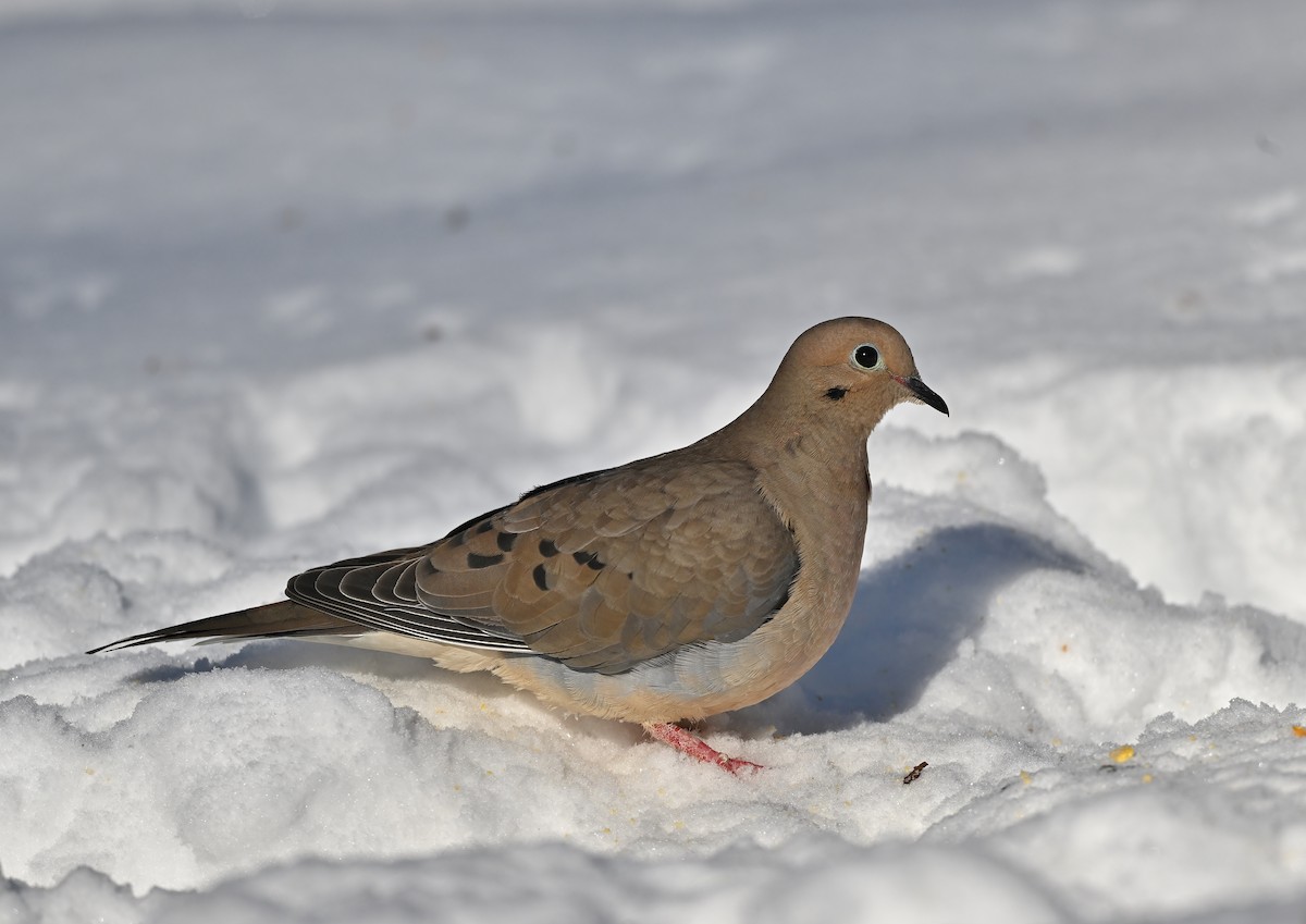 Mourning Dove - ML528794851