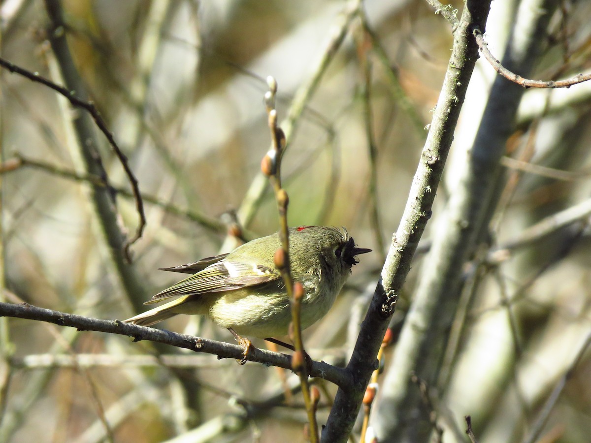 Roitelet à couronne rubis - ML528795081