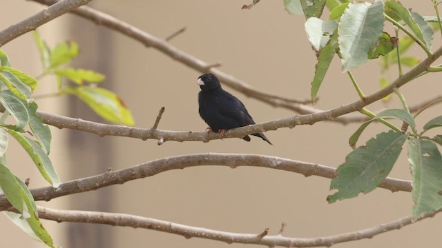 Village Indigobird - ML528796151