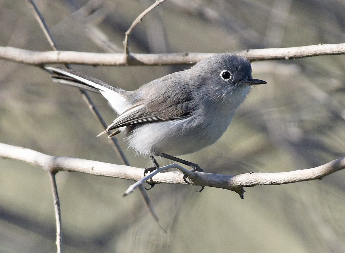 Blue-gray Gnatcatcher (obscura Group) - Steven Mlodinow