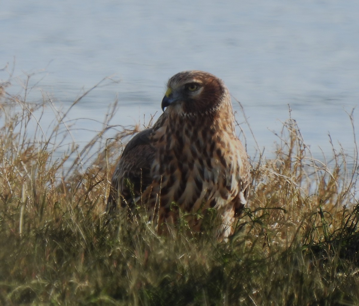 Northern Harrier - ML528800511