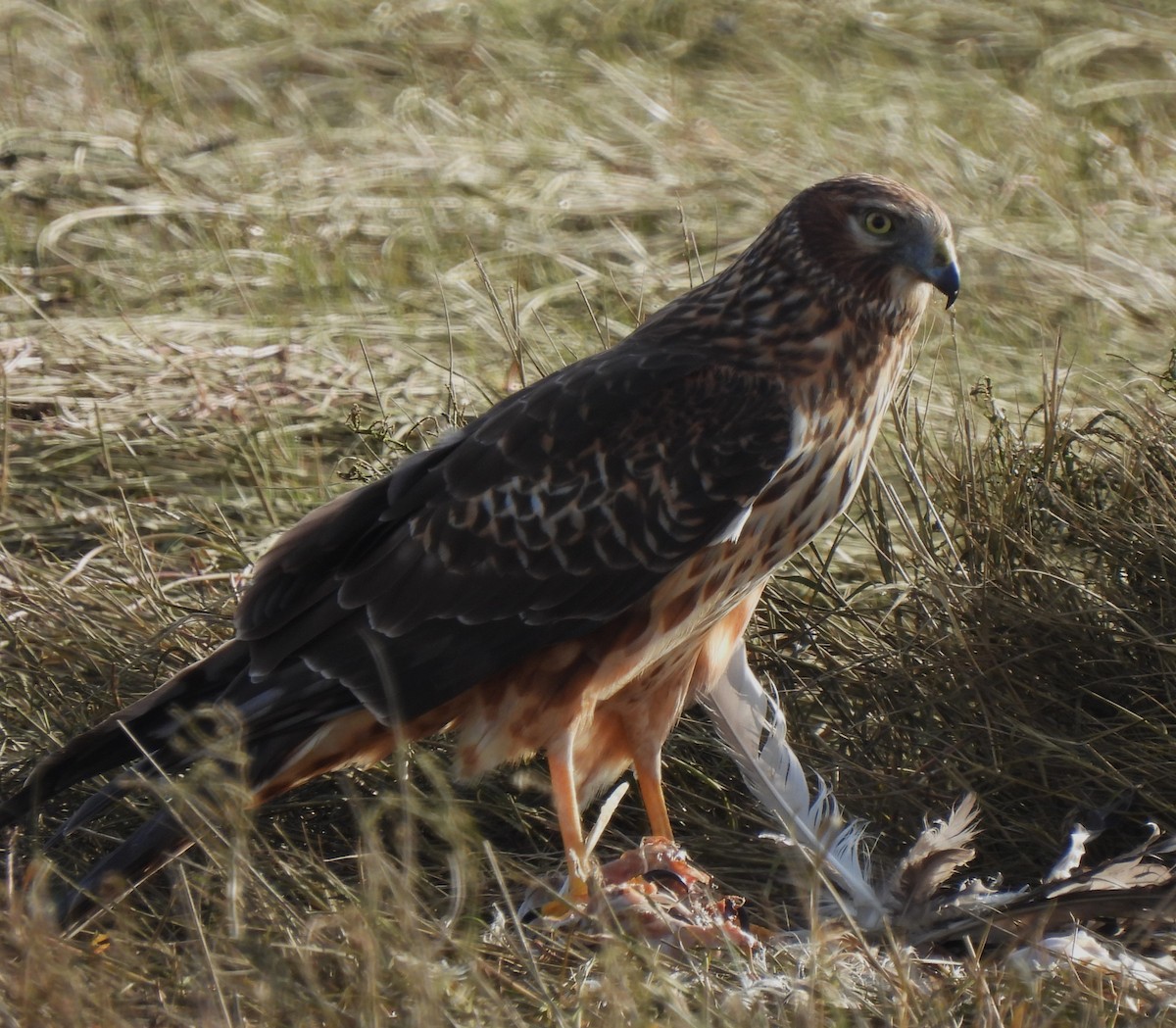 Northern Harrier - ML528800521