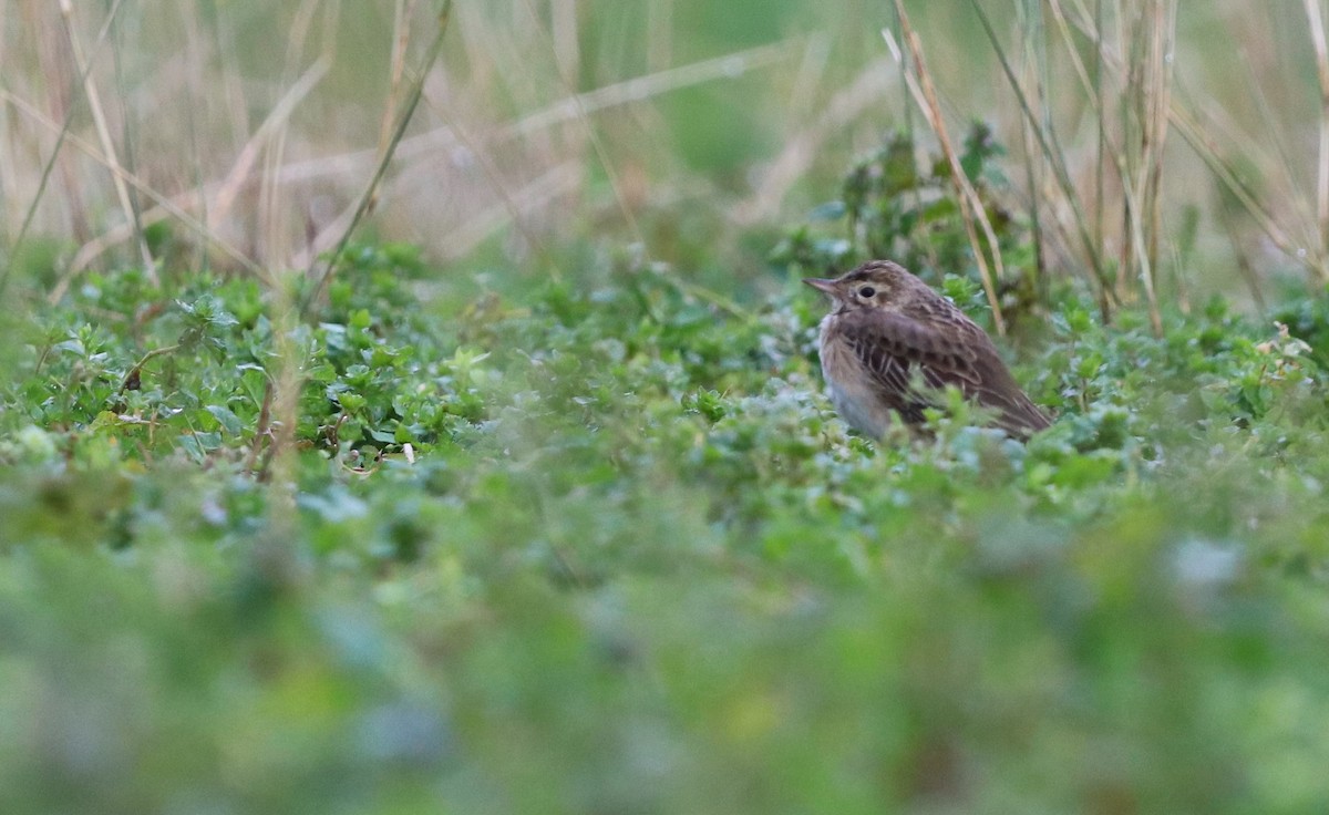 Richard's Pipit - ML528801141