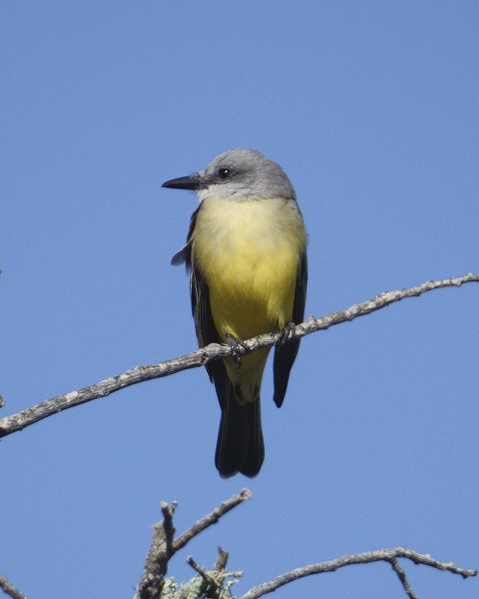 Tropical Kingbird - ML528801301