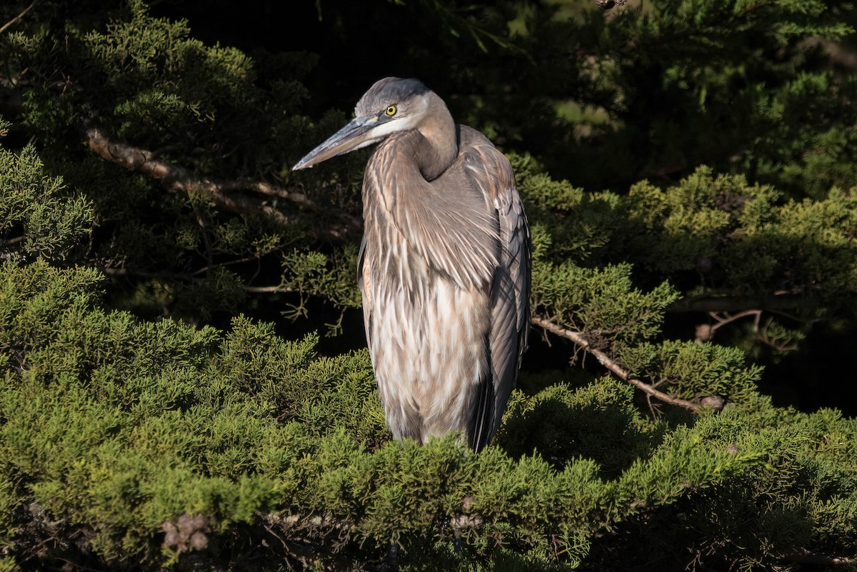 Great Blue Heron - John Scharpen