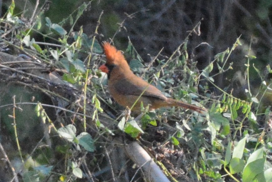 Northern Cardinal (Long-crested) - ML528801721