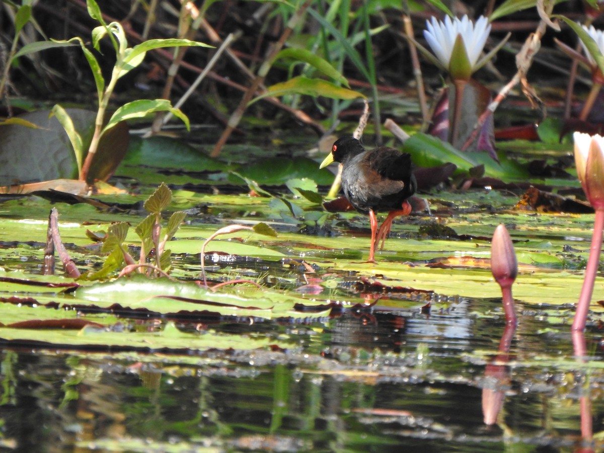 Black Crake - Bev Agler