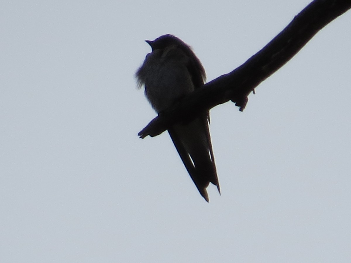 Tree Swallow - ML52880481