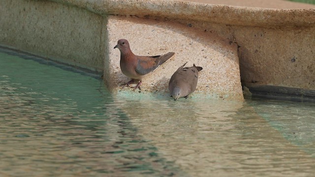 Tórtola Senegalesa - ML528805791