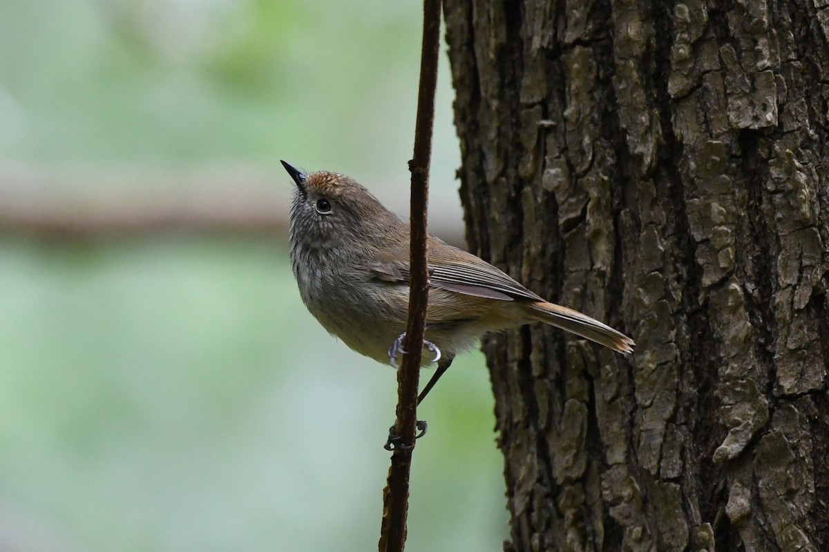 Brown Thornbill - ML528807471