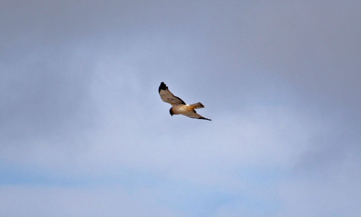 Northern Harrier - ML528808171