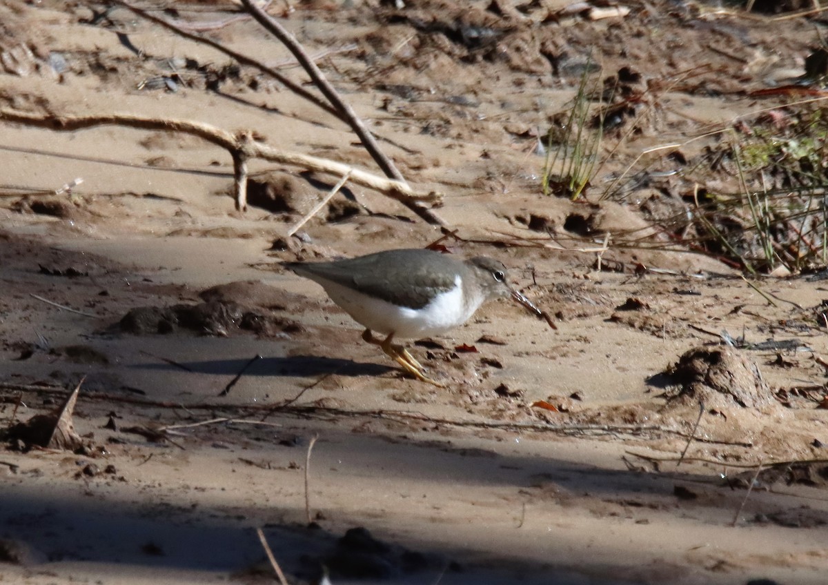 Spotted Sandpiper - ML528808451