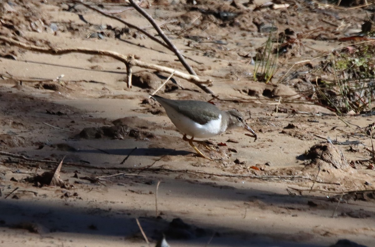 Spotted Sandpiper - ML528808501