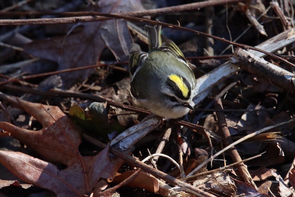 Golden-crowned Kinglet - ML528808981