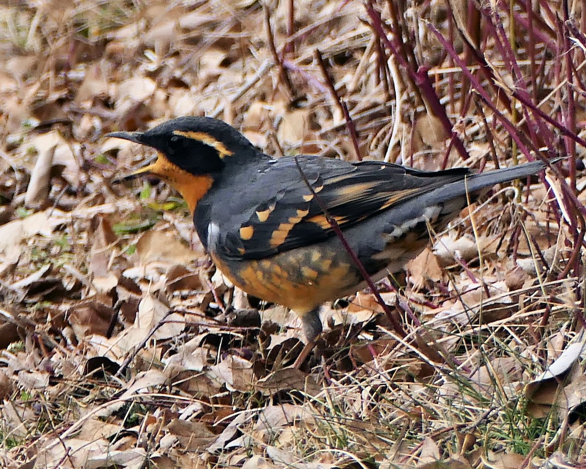 Varied Thrush - ML528809441