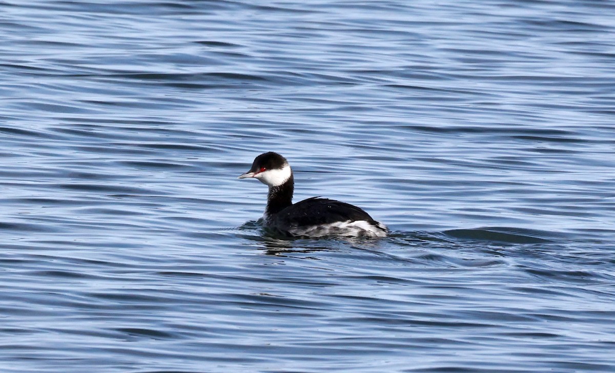 Horned Grebe - ML528810641