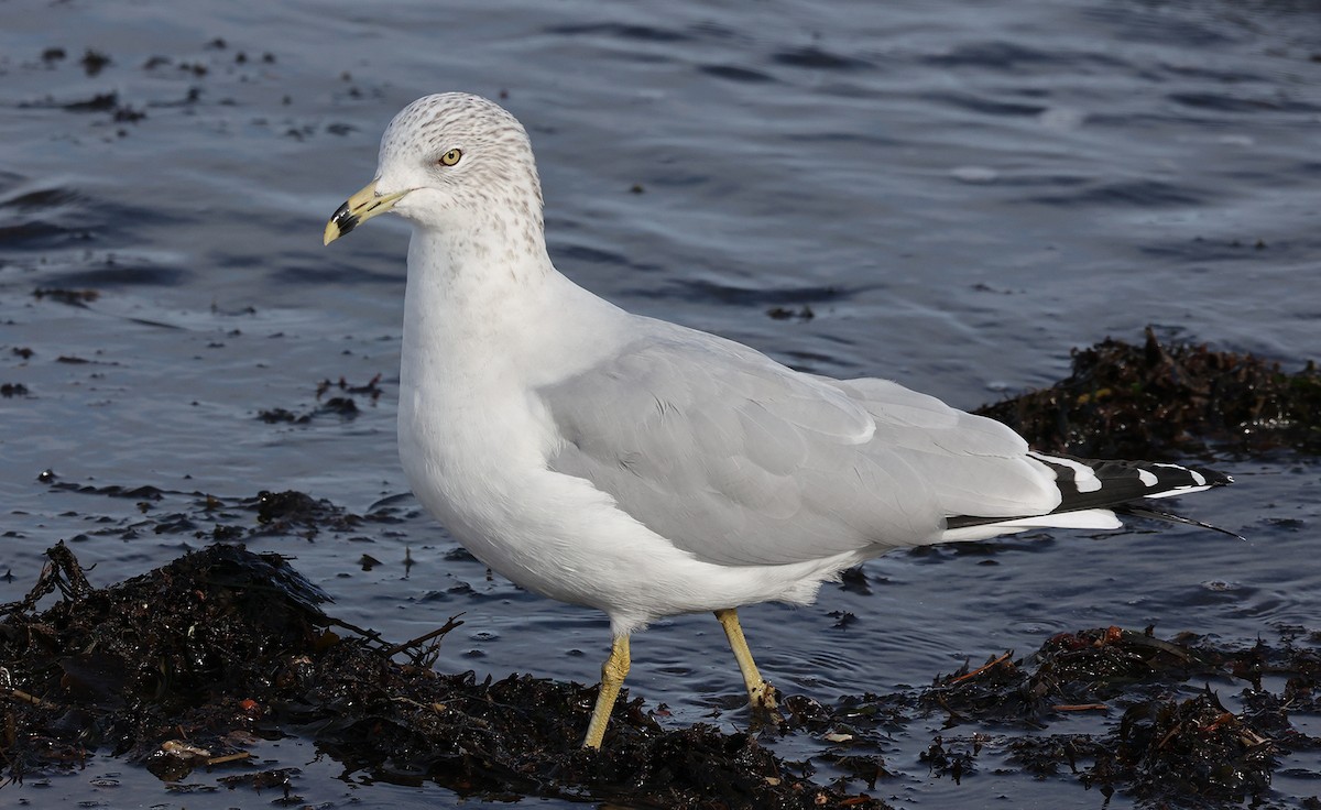 Ring-billed Gull - ML528810831
