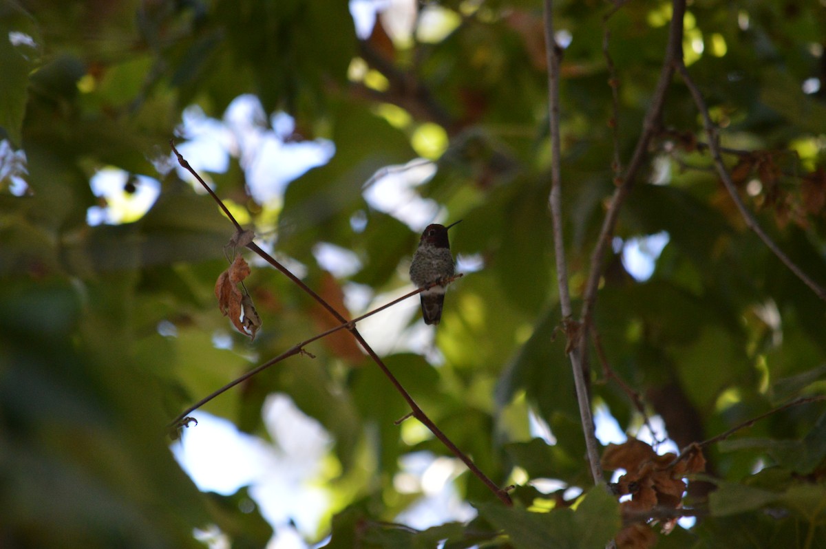 Anna's Hummingbird - Alana Pizarro