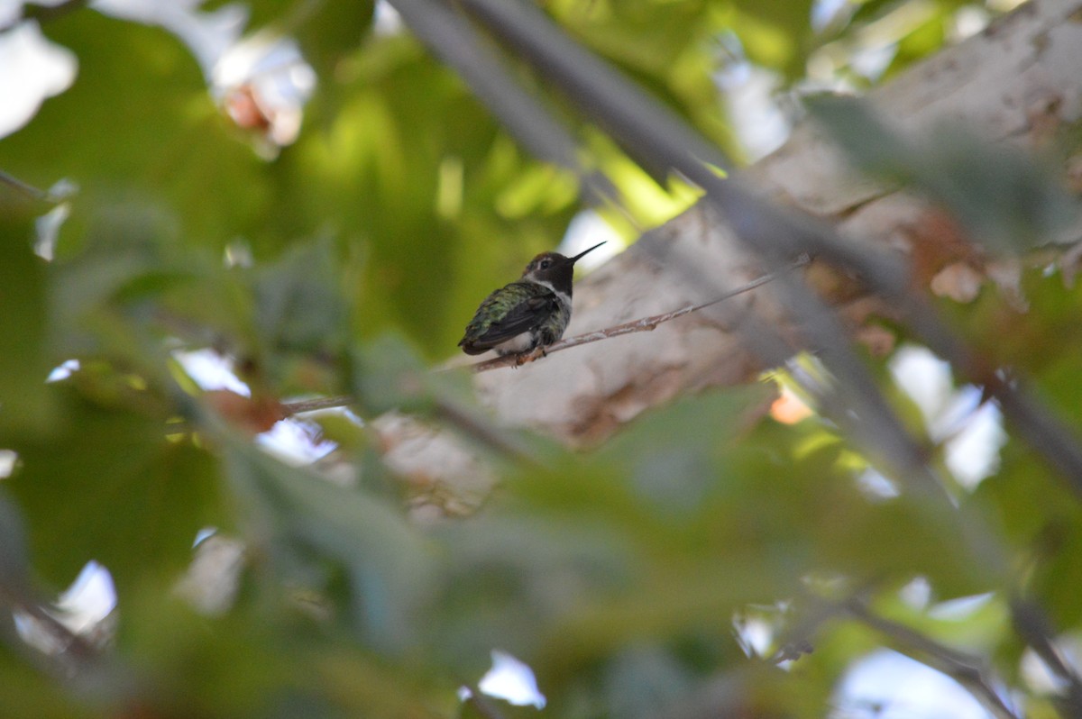 Anna's Hummingbird - ML528810881