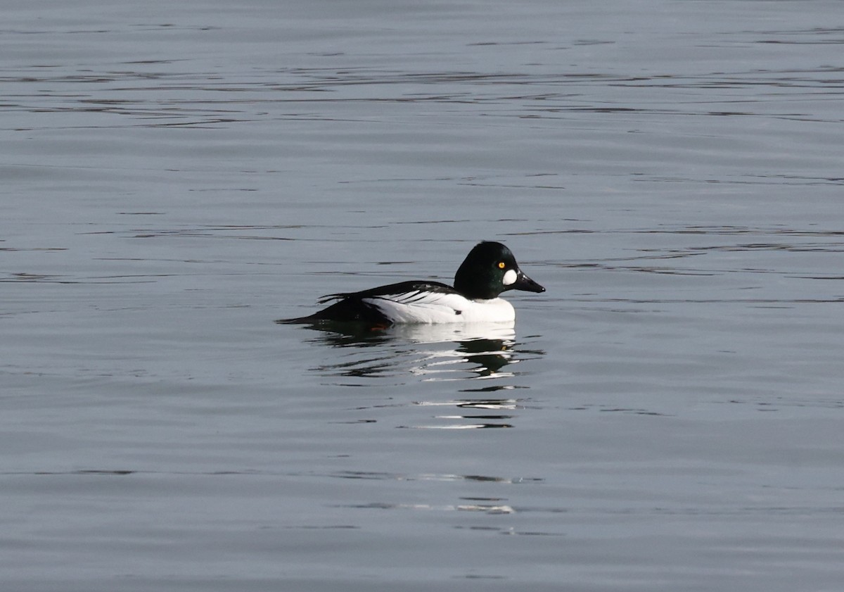 Common Goldeneye - ML528810981