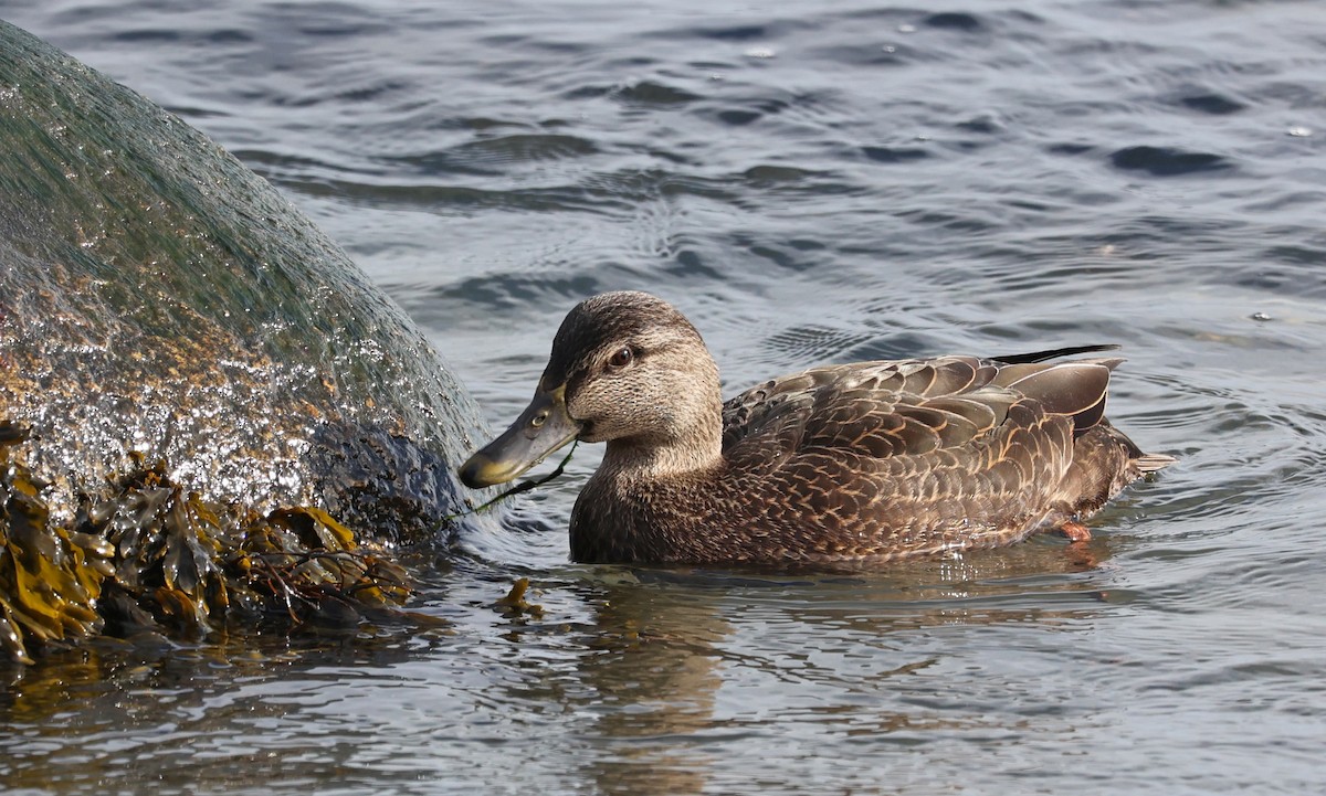 American Black Duck - ML528811061