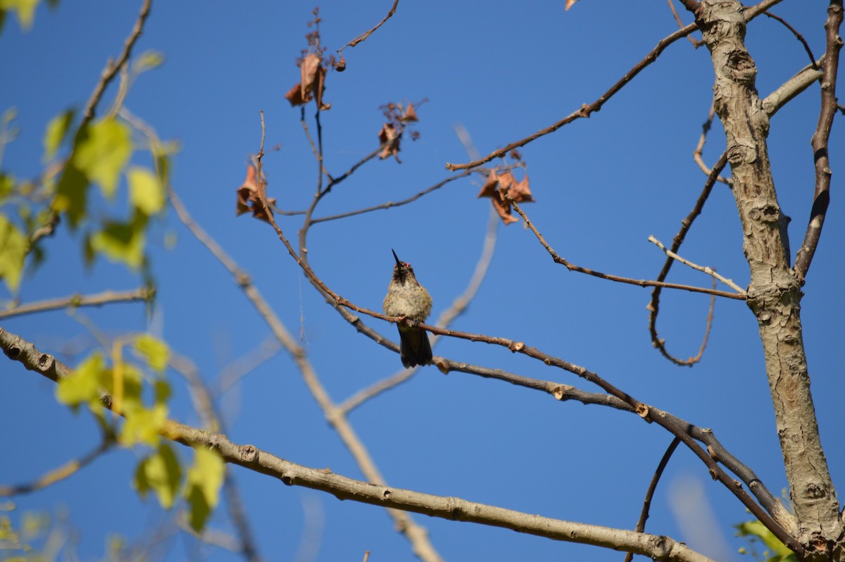 Anna's Hummingbird - ML528811291