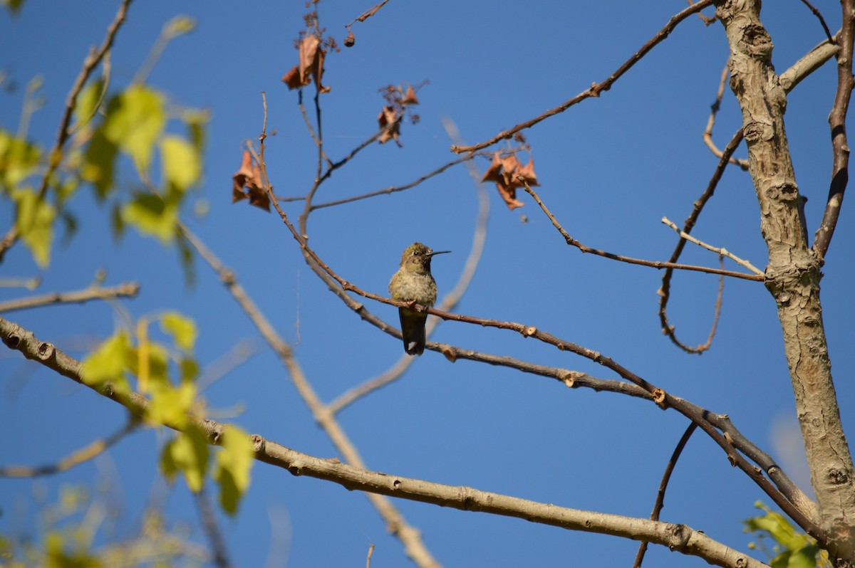 Anna's Hummingbird - ML528811391