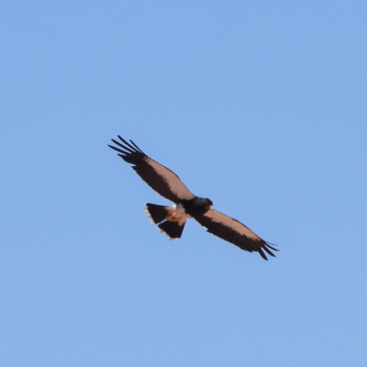 Mountain Caracara - ML528812141