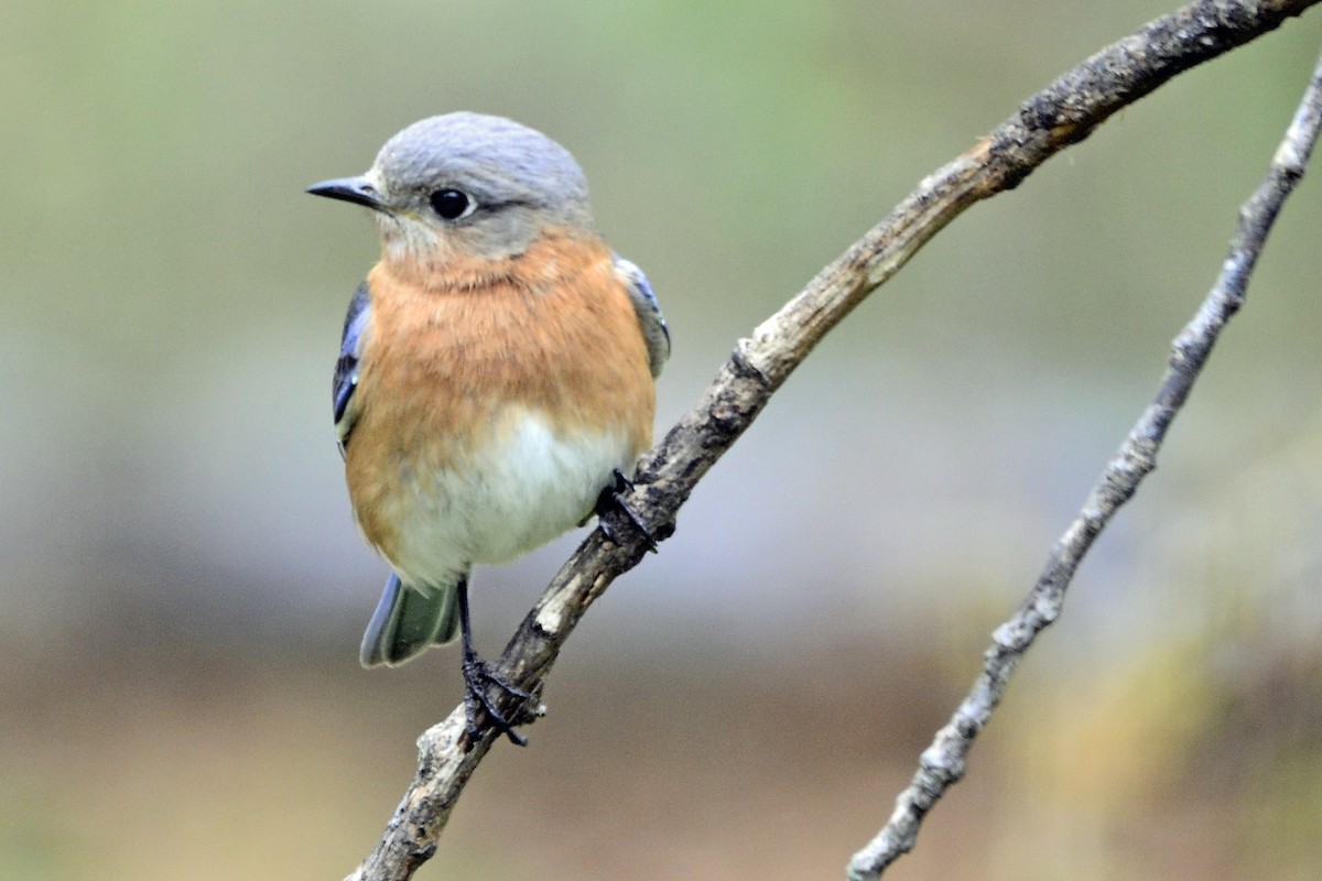 Eastern Bluebird - Vern Faber