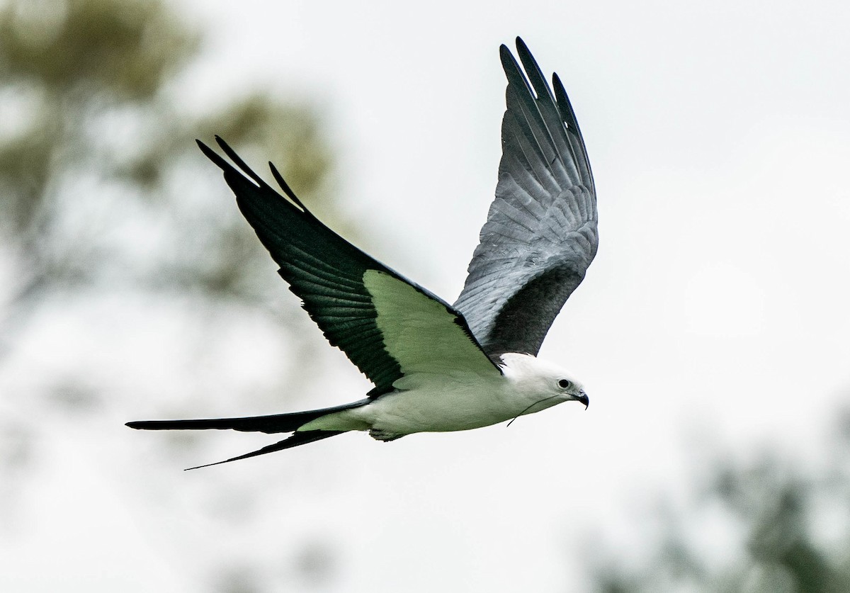 Swallow-tailed Kite - ML528813401