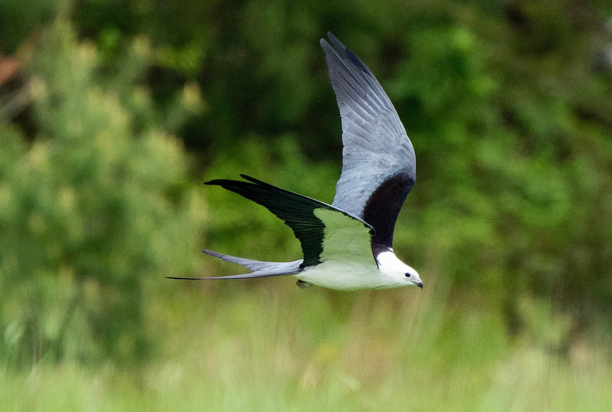 Swallow-tailed Kite - ML528813411