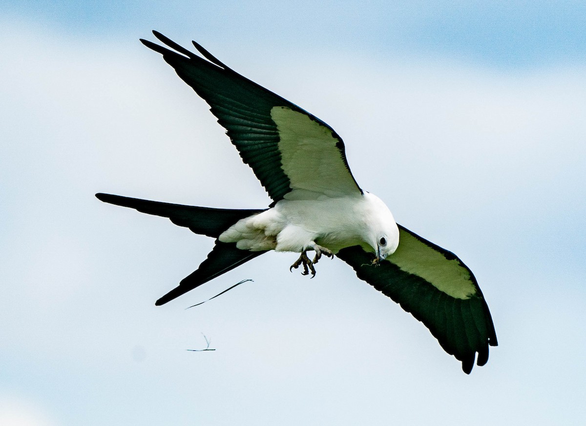 Swallow-tailed Kite - ML528813421