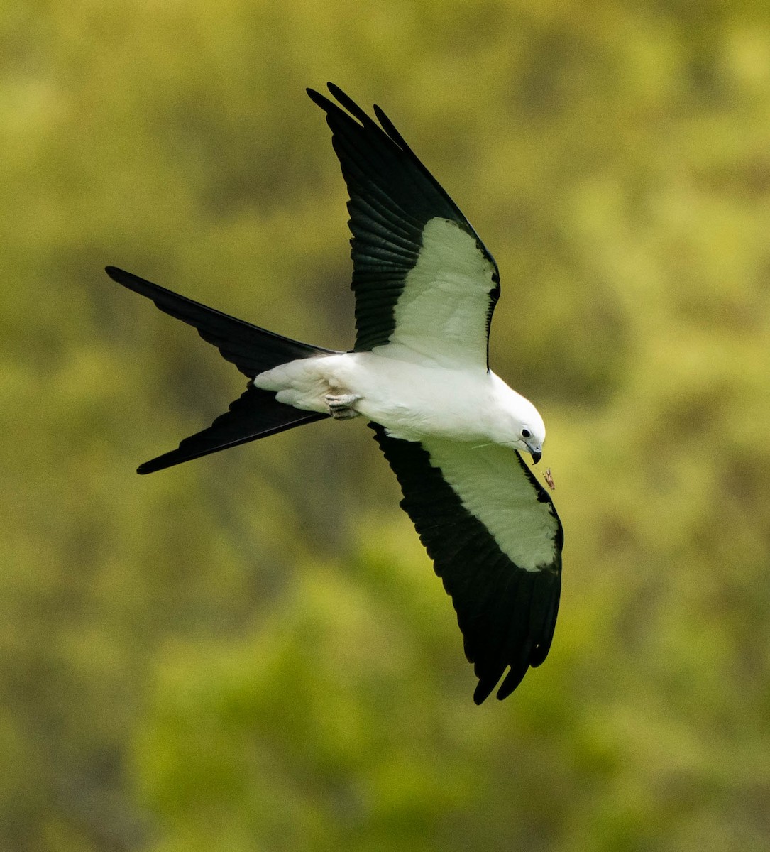 Swallow-tailed Kite - ML528813431