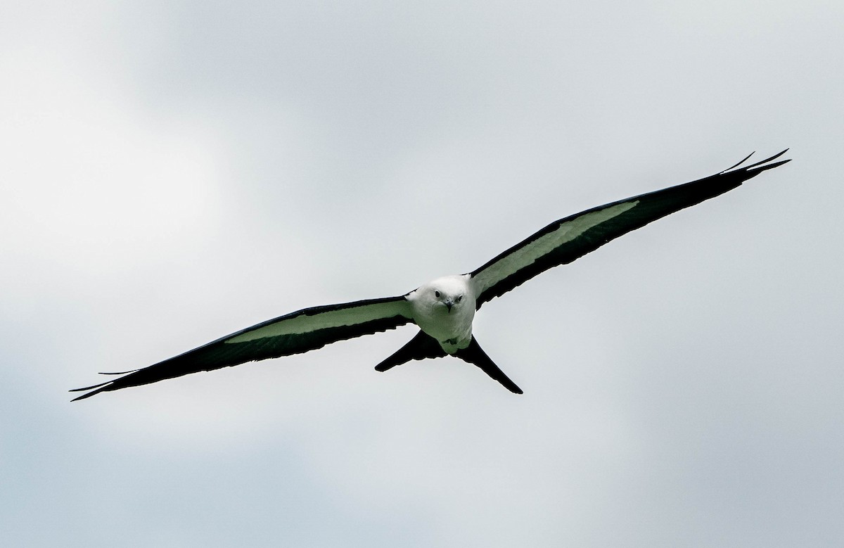 Swallow-tailed Kite - ML528813441