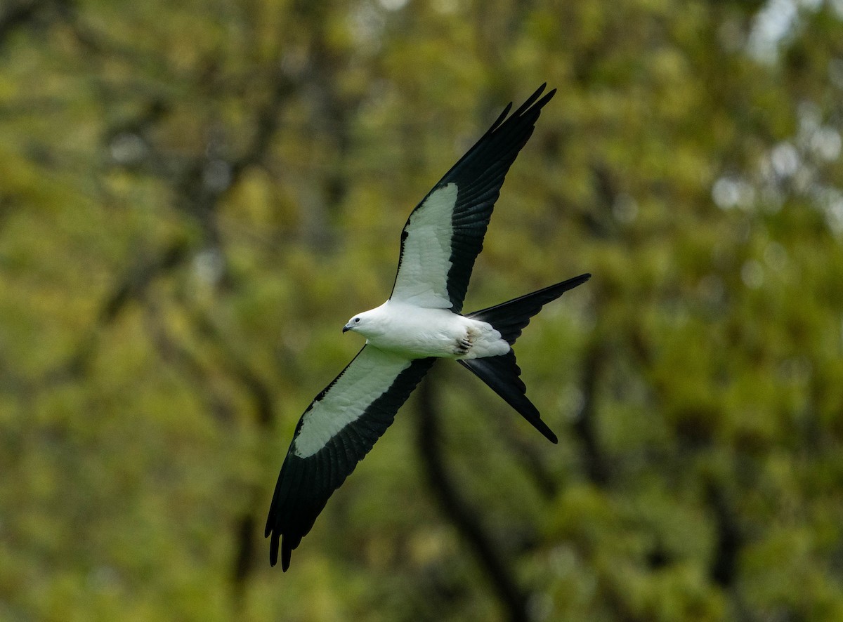 Swallow-tailed Kite - ML528813451