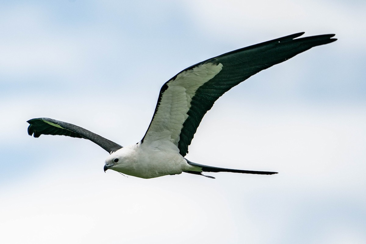 Swallow-tailed Kite - ML528813461