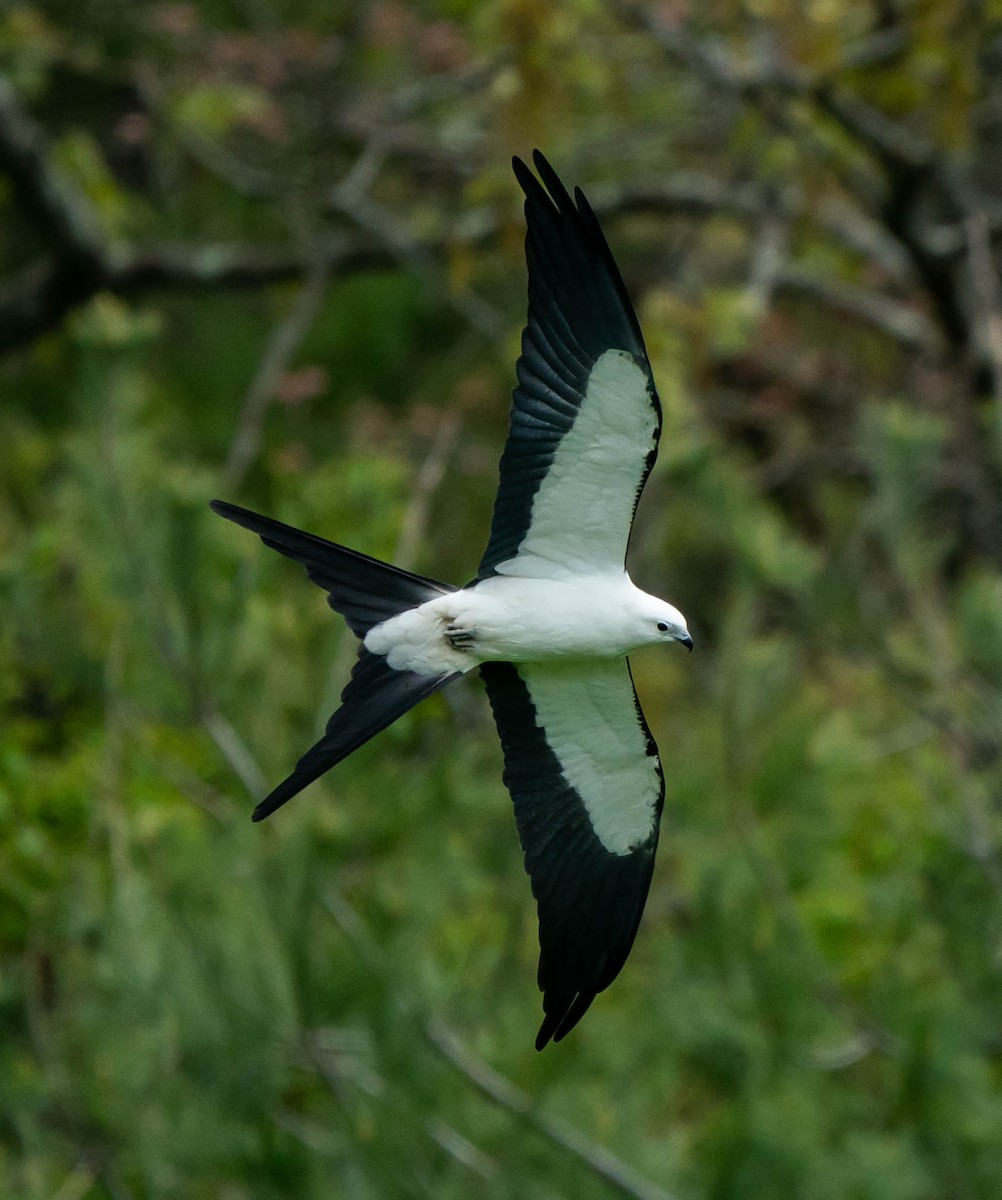 Swallow-tailed Kite - ML528813471