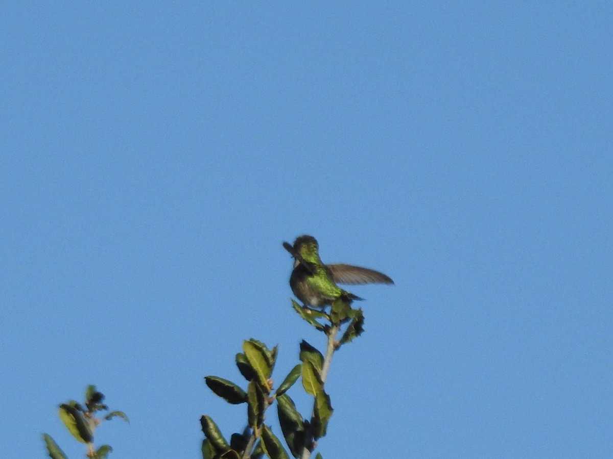 Anna's Hummingbird - ML528813561
