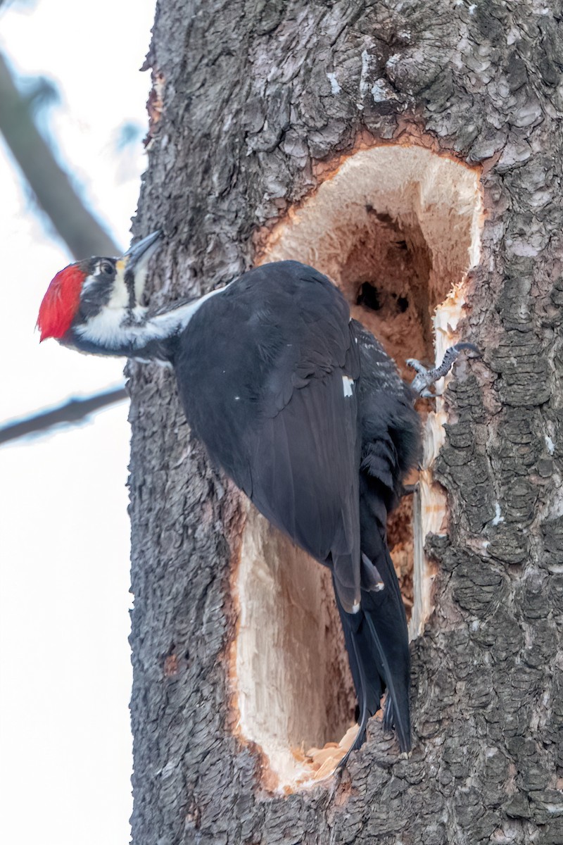 Pileated Woodpecker - ML528813931