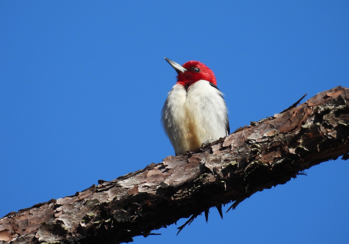 Red-headed Woodpecker - Carly Wainwright