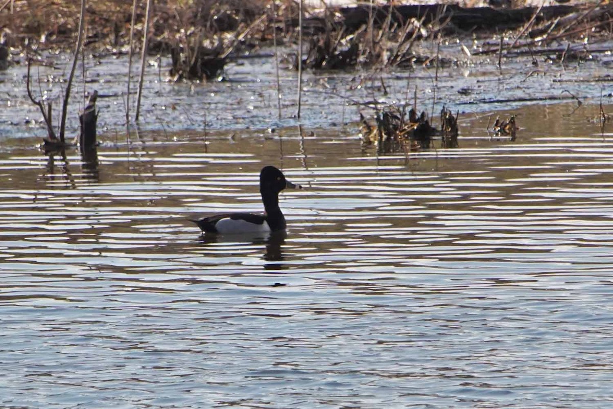 Ring-necked Duck - John Daniel