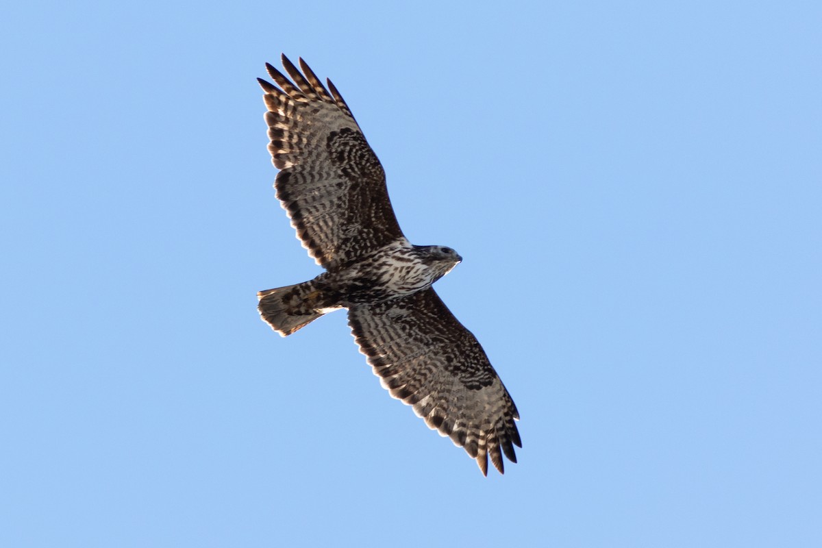 Red-tailed Hawk (Harlan's) - Neil Paprocki