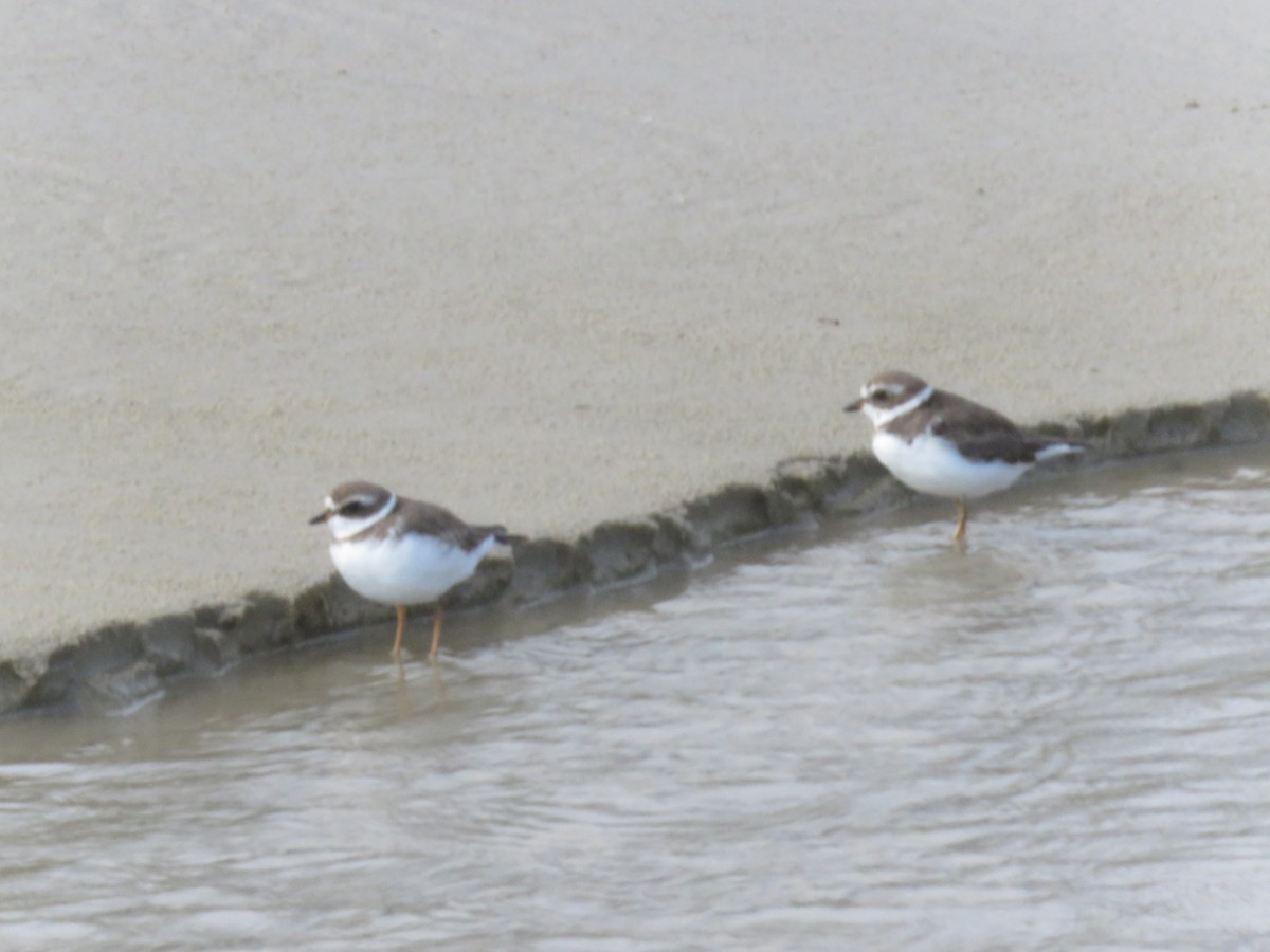 Semipalmated Plover - Diego Dos Anjos Souza