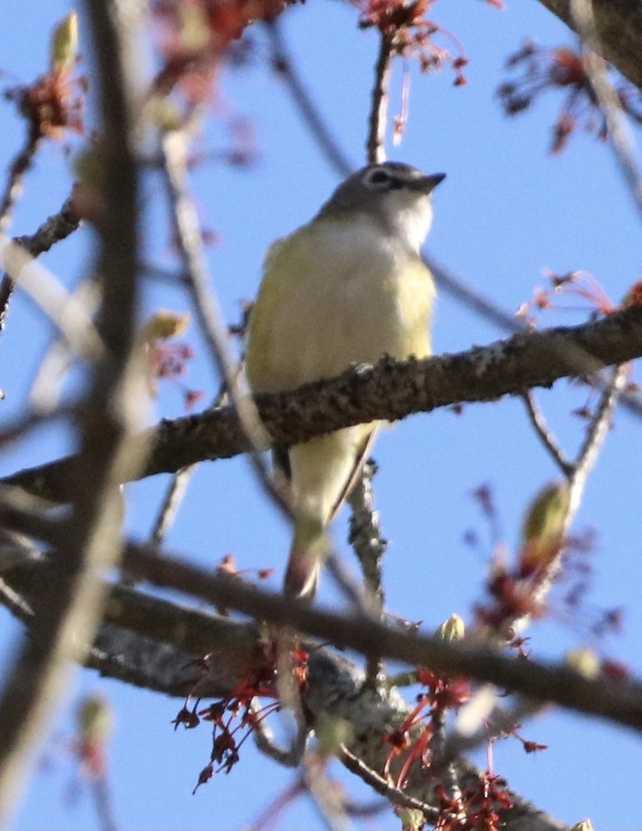 Blue-headed Vireo - ML528816011