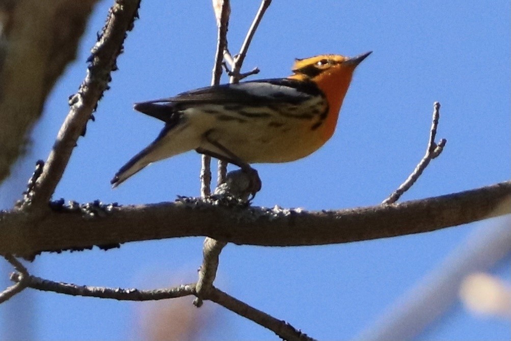 Blackburnian Warbler - ML528816161