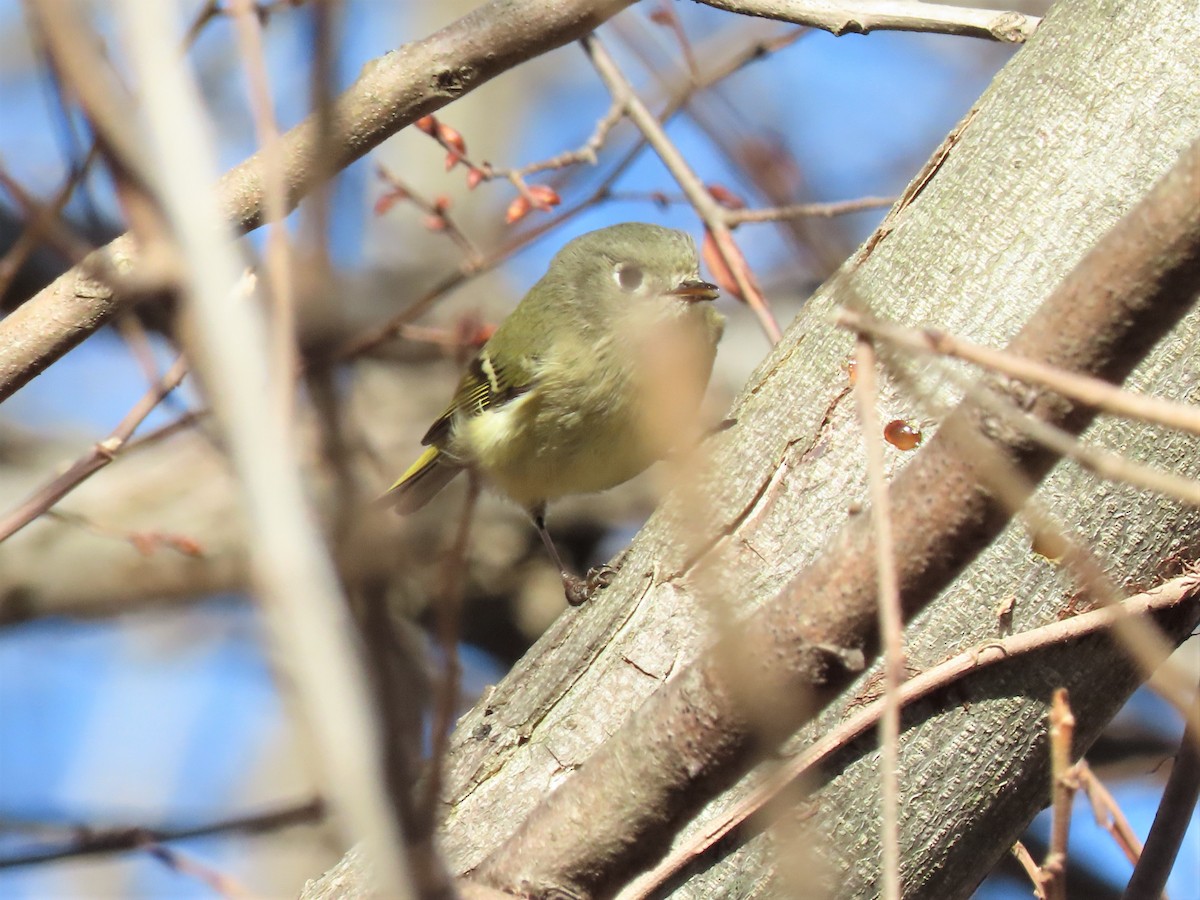 Ruby-crowned Kinglet - ML528816631