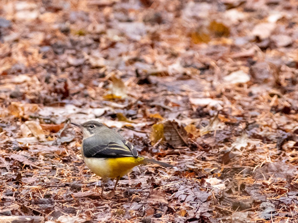 Gray Wagtail - Sarah Sato